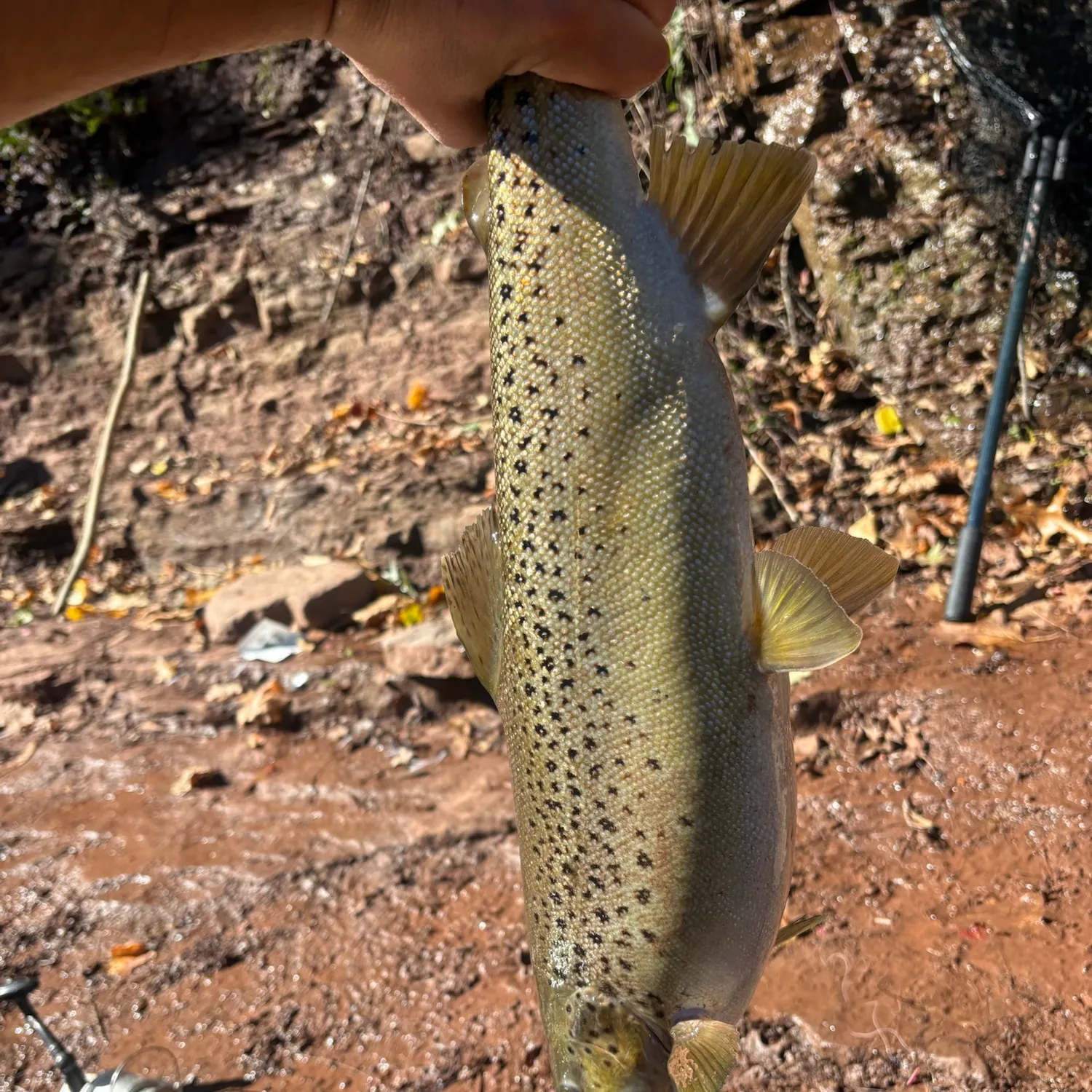 Brown trout caught on Fishbrain