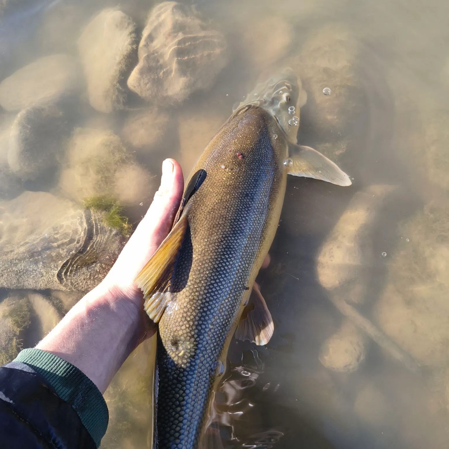 The most recent Flannelmouth sucker catches on Fishbrain