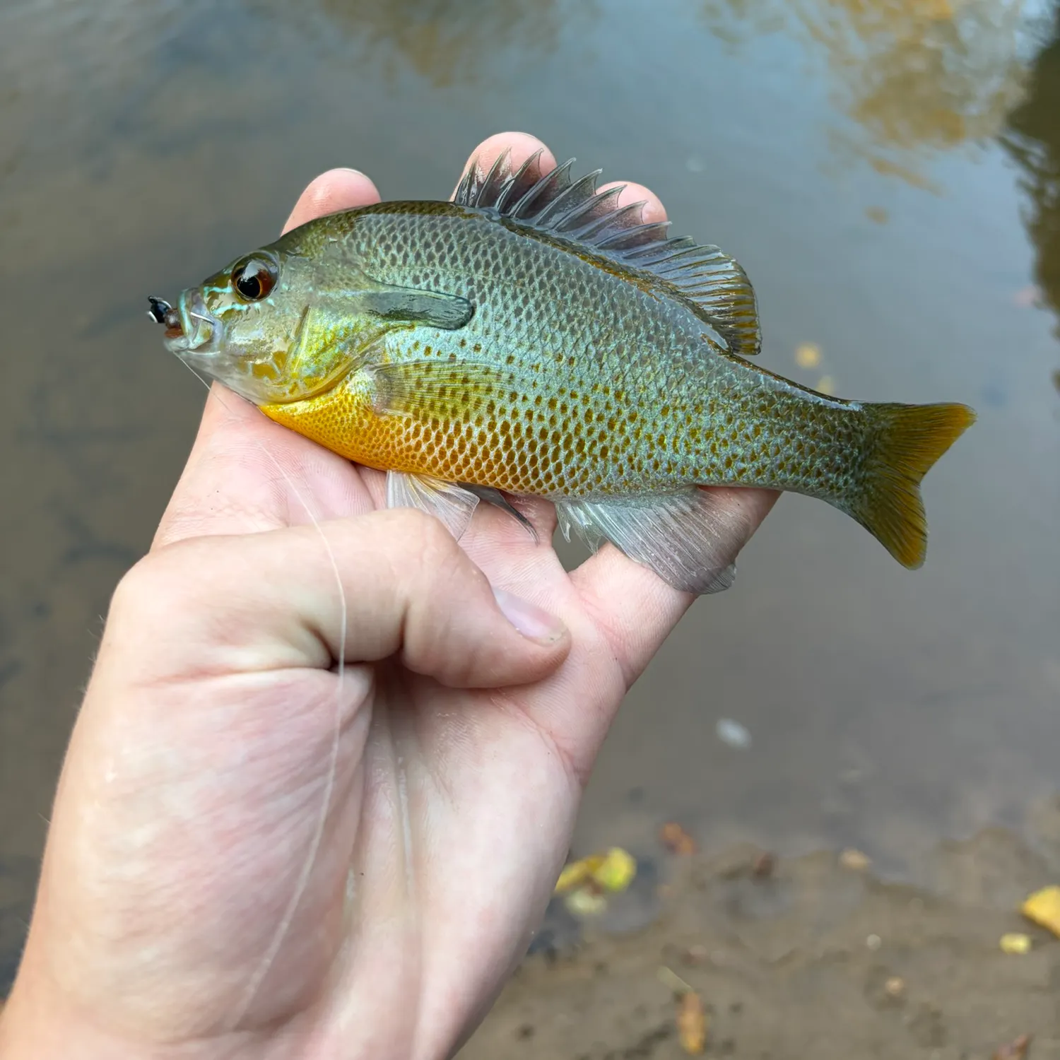 Redbreast sunfish caught on Fishbrain