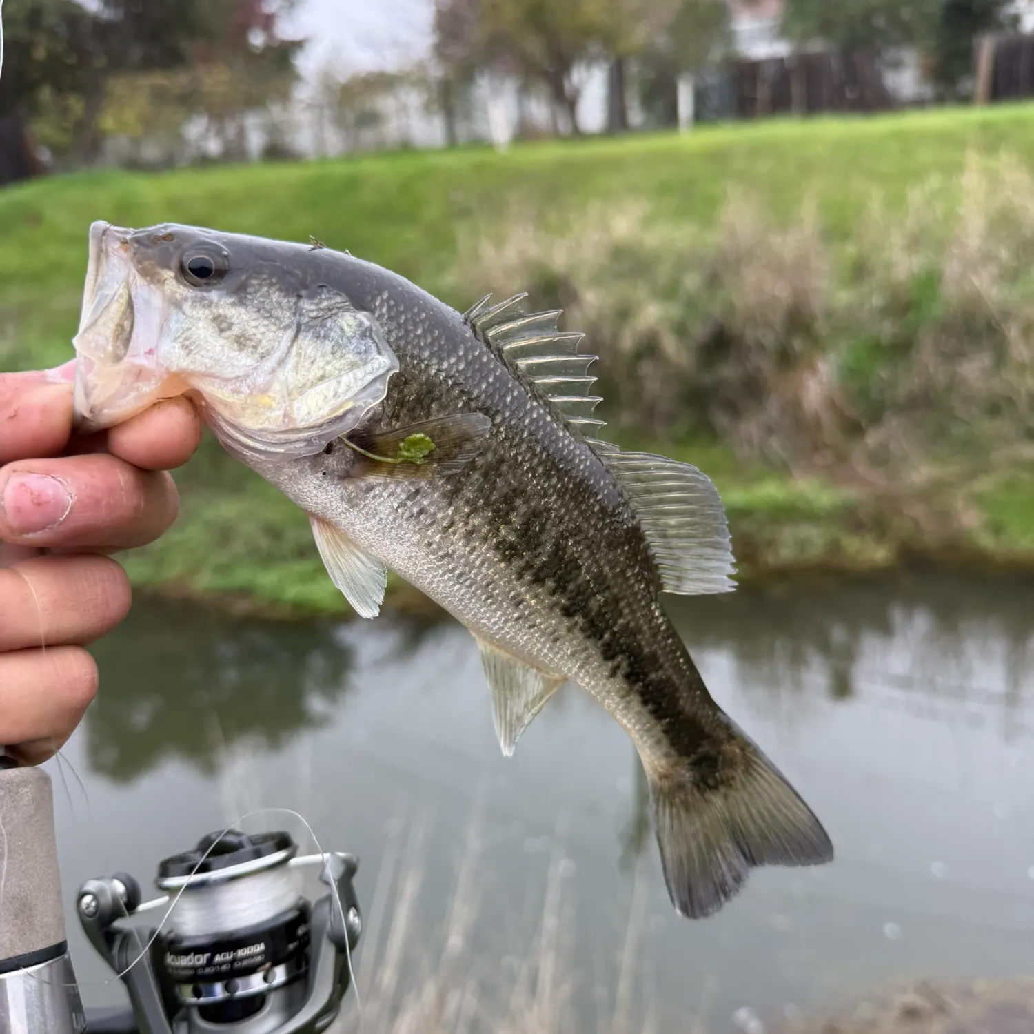 The most recent Spotted bass catches on Fishbrain