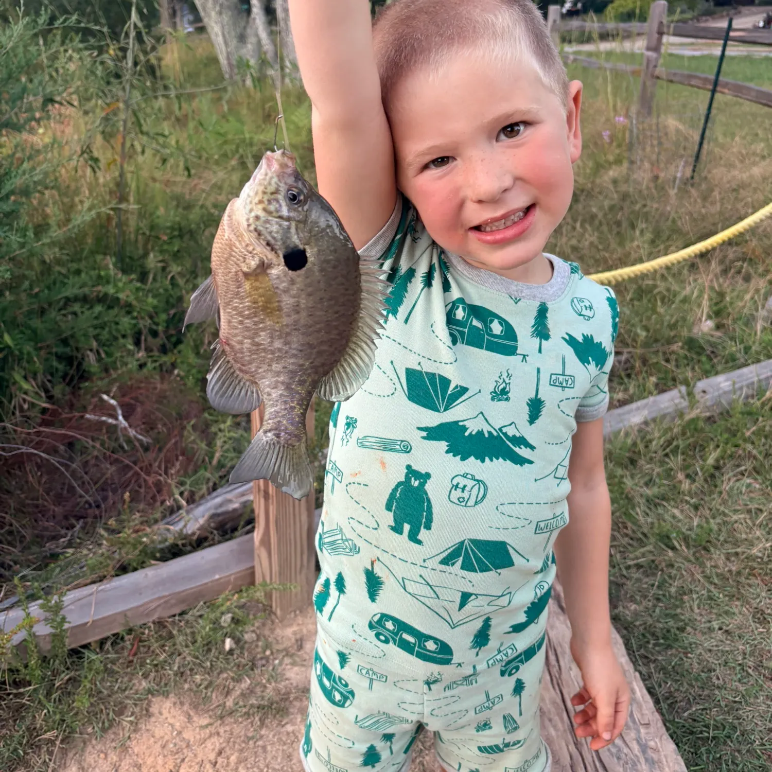 Bluegill caught on Fishbrain