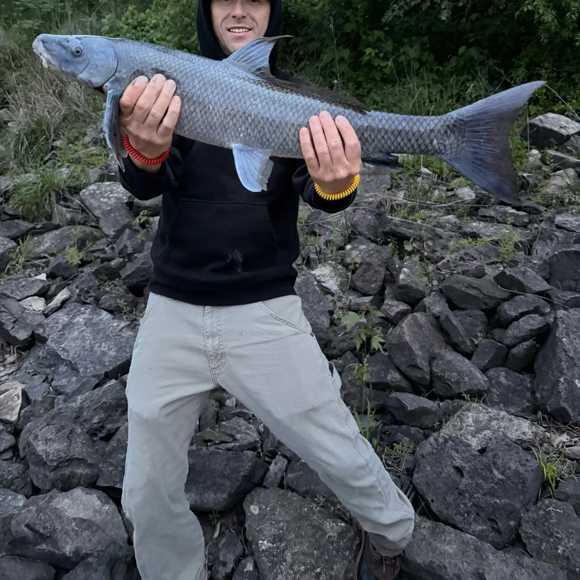 The most recent Blue sucker catches on Fishbrain
