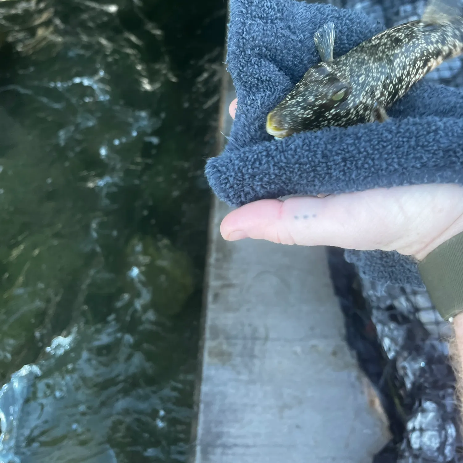 The most recent Southern puffer catches on Fishbrain