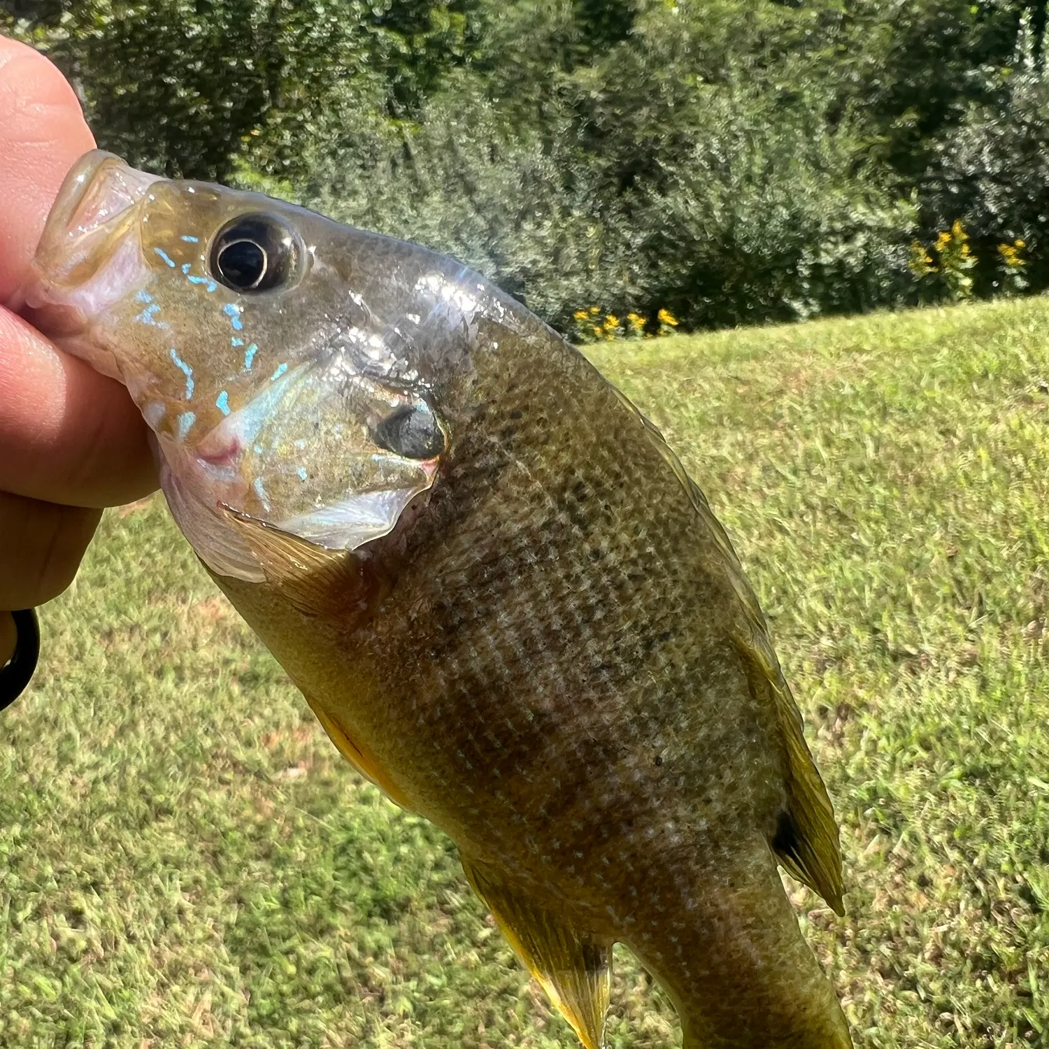 Green sunfish caught on Fishbrain
