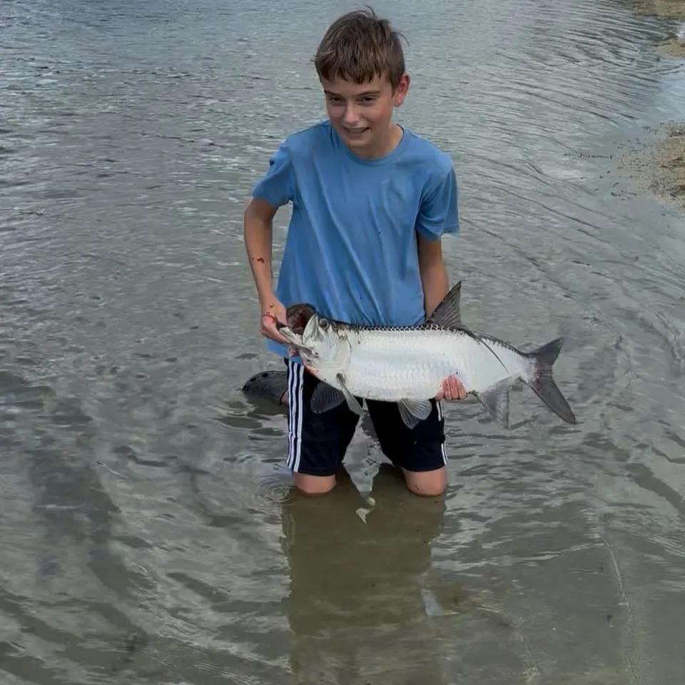 Tarpon caught on Fishbrain