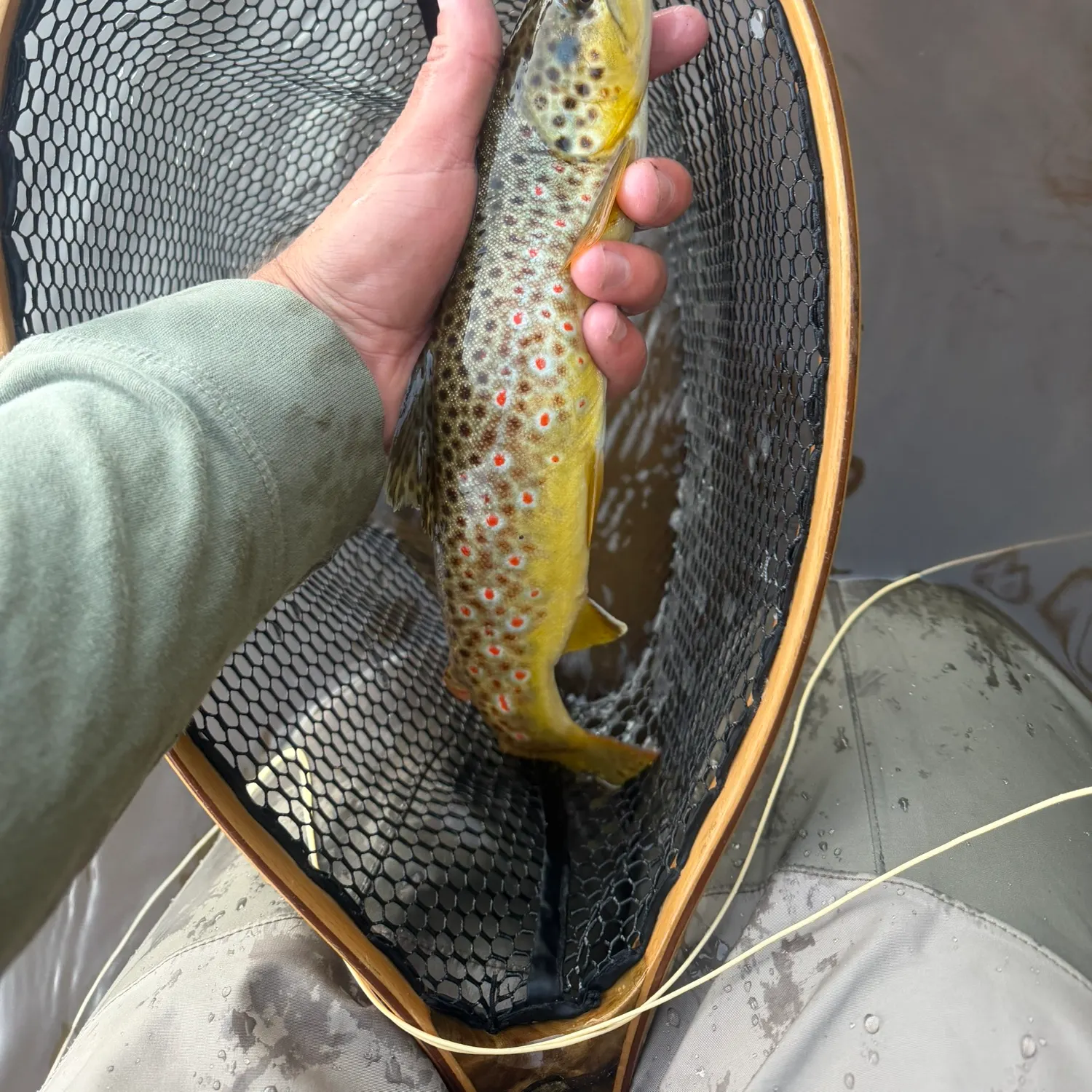 Brown trout caught on Fishbrain