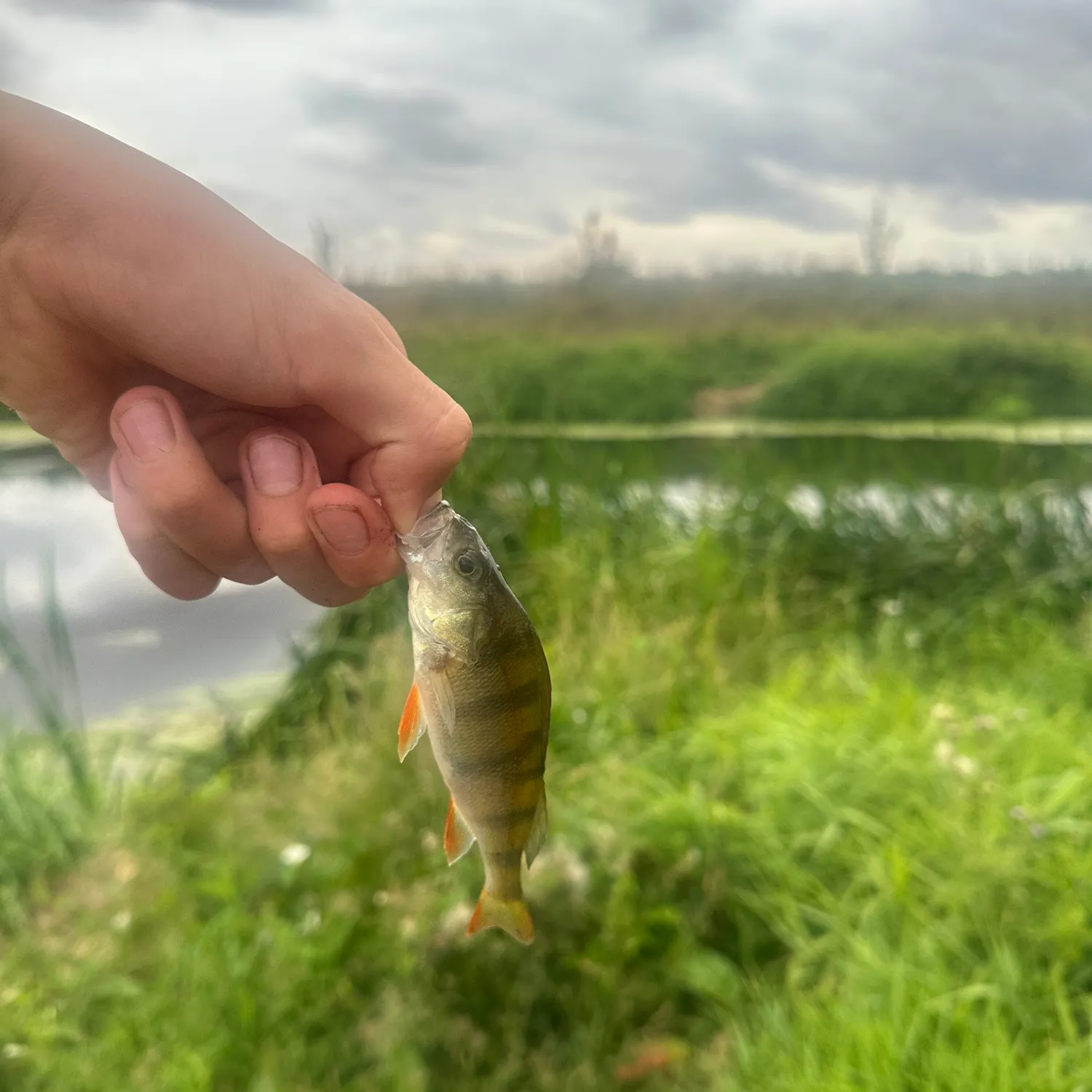 European perch caught on Fishbrain