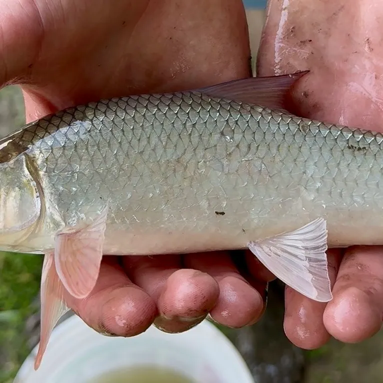 Shorthead redhorse caught on Fishbrain