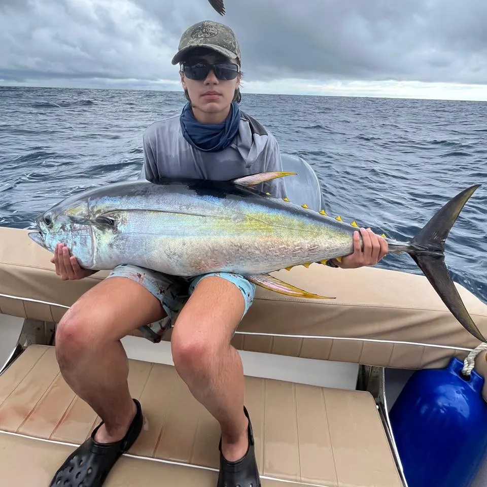 The most recent Yellowfin tuna catches on Fishbrain