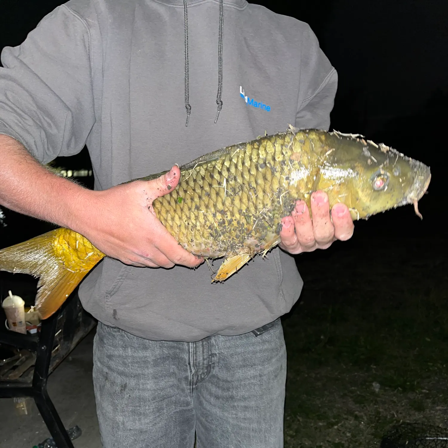 Common carp caught on Fishbrain