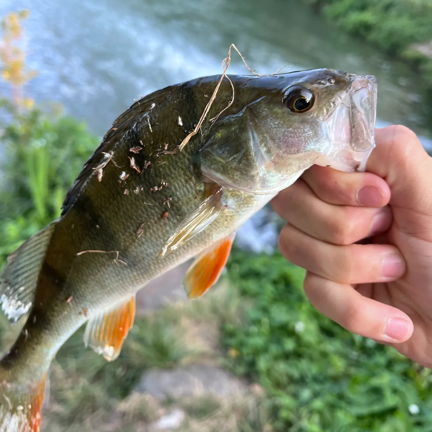 European perch caught on Fishbrain