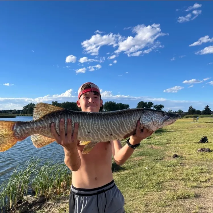 Tiger muskie caught on Fishbrain