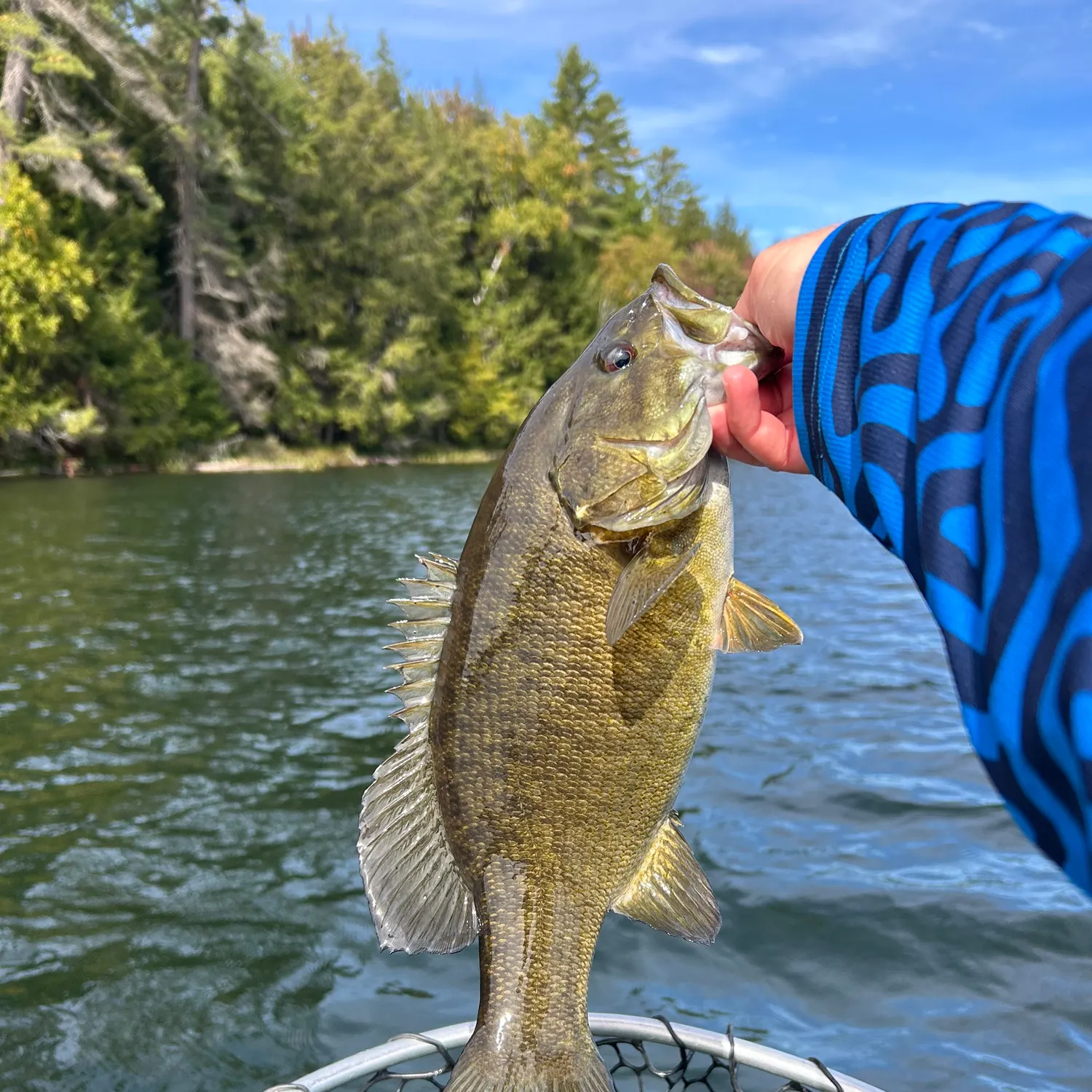 Smallmouth bass caught on Fishbrain