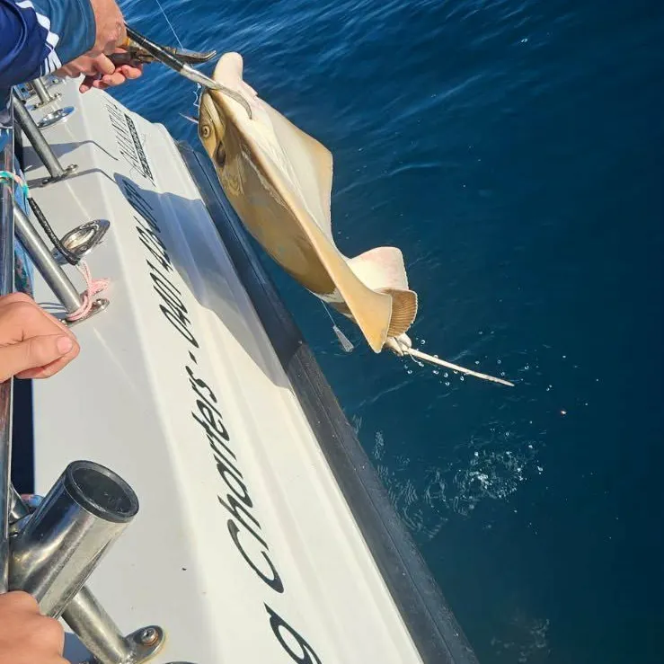 The most recent Common eagle ray catches on Fishbrain