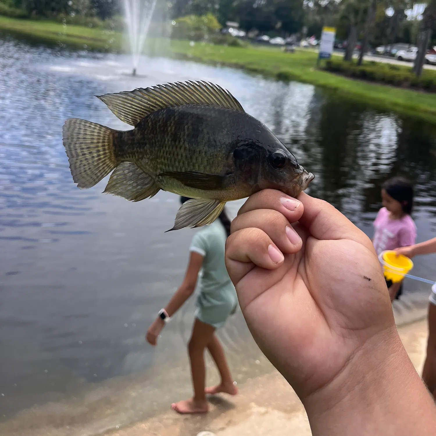 Nile tilapia caught on Fishbrain