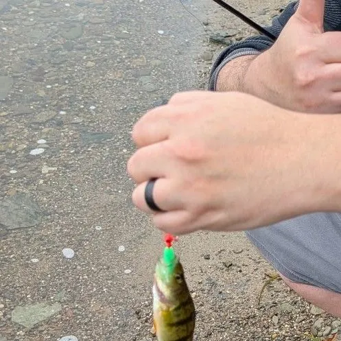 European perch caught on Fishbrain