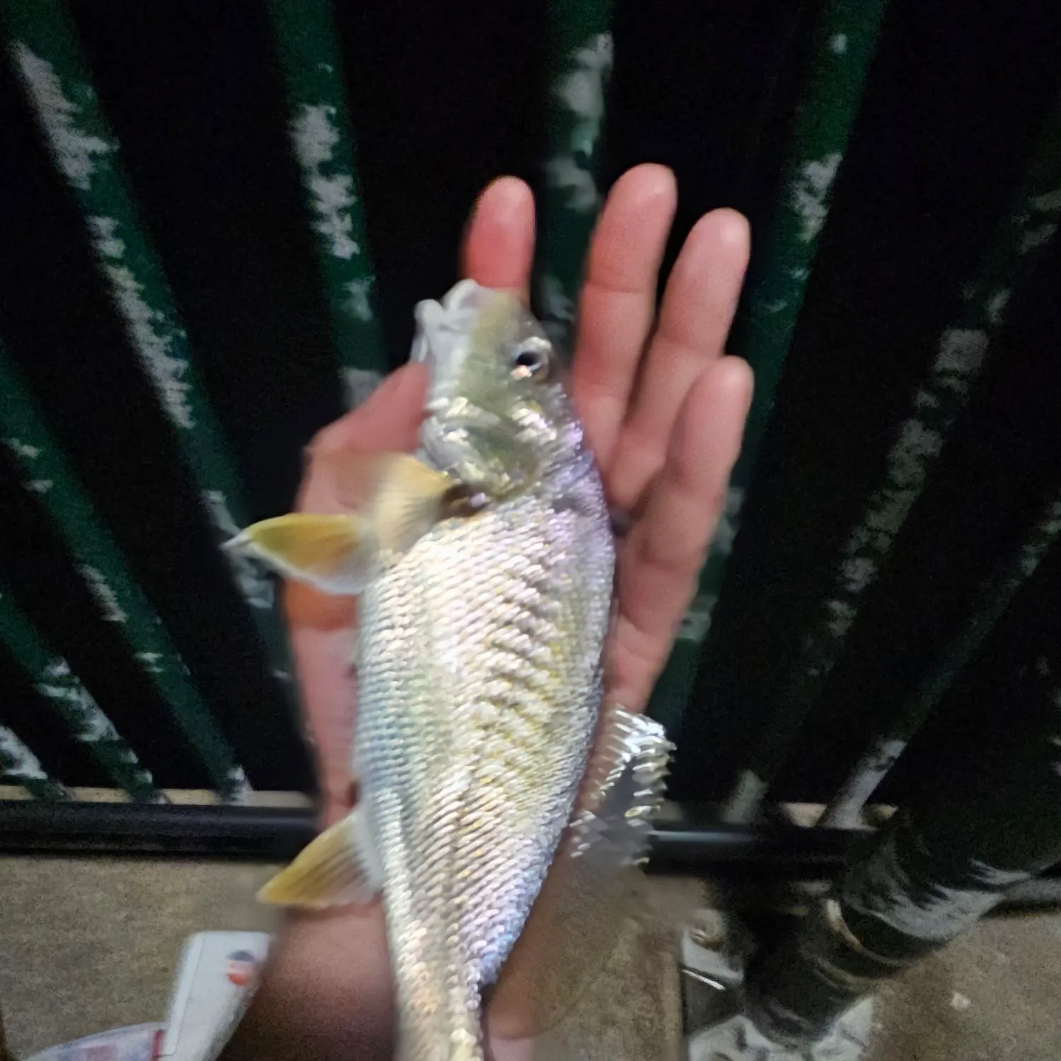 The most recent Atlantic croaker catches on Fishbrain