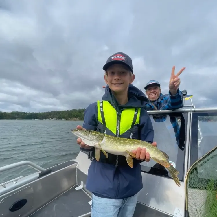 Northern pike caught on Fishbrain