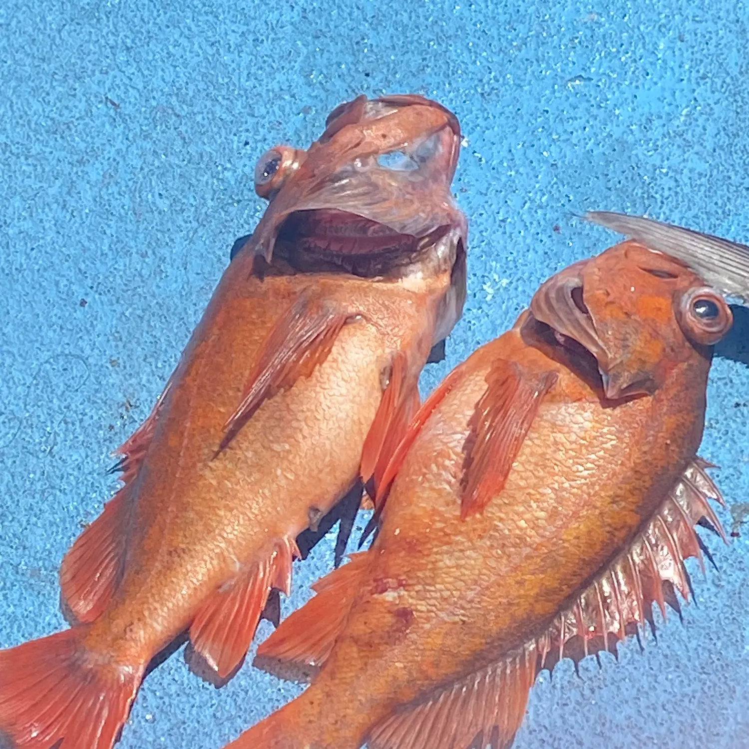 The most recent Cowcod rockfish catches on Fishbrain