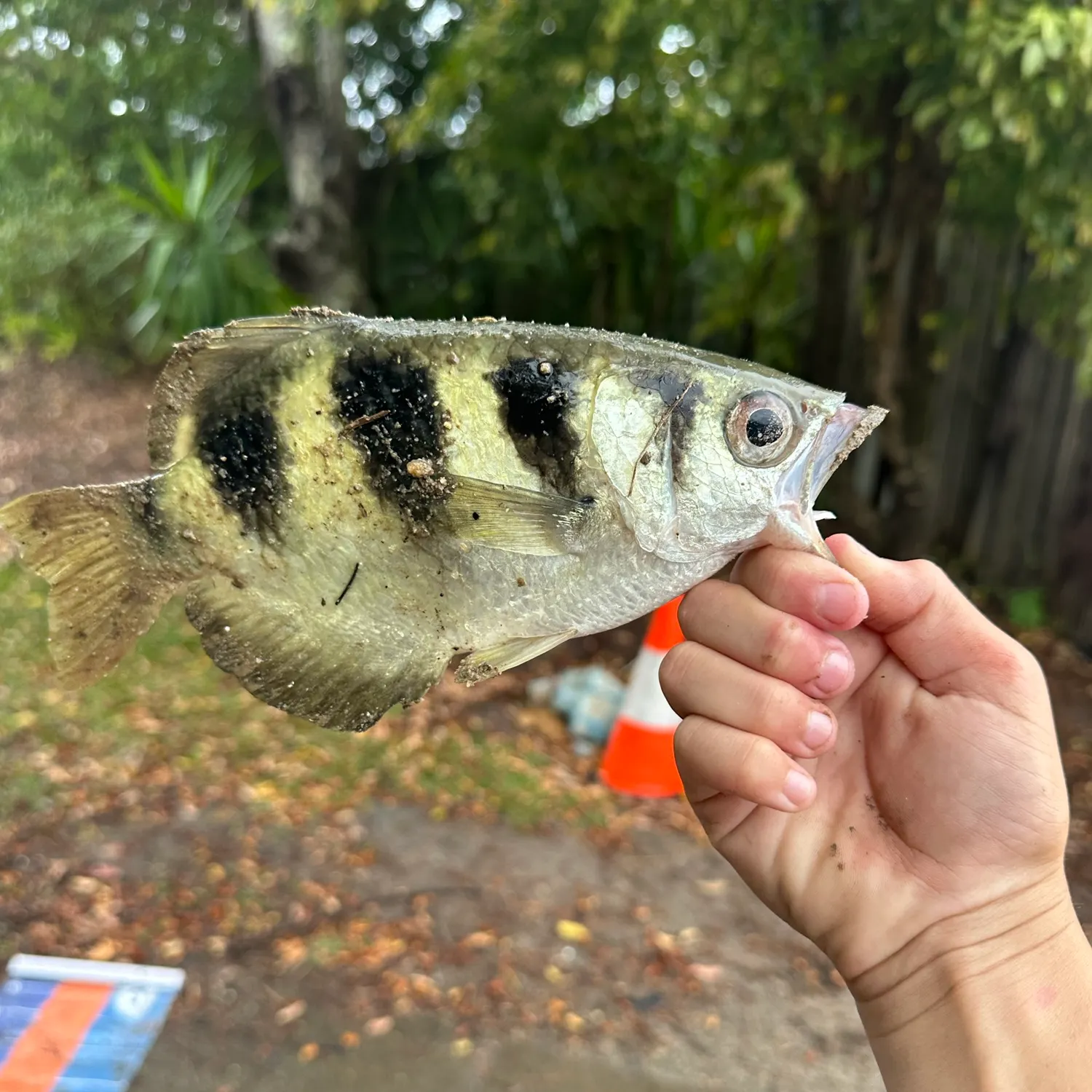 Banded archerfish caught on Fishbrain
