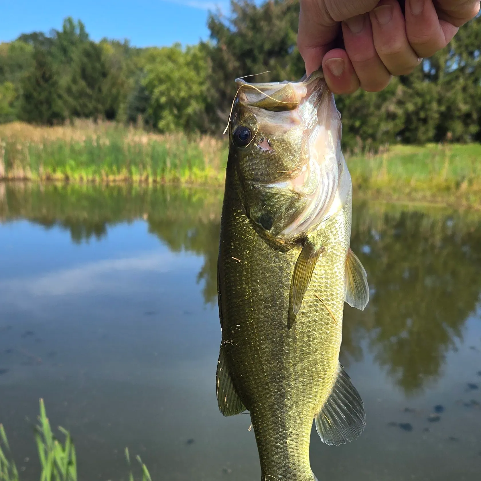 Largemouth bass caught on Fishbrain
