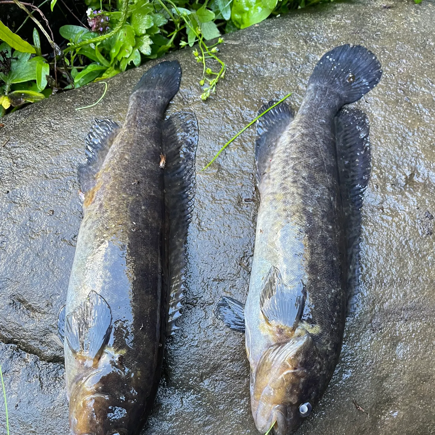 The most recent River blackfish catches on Fishbrain