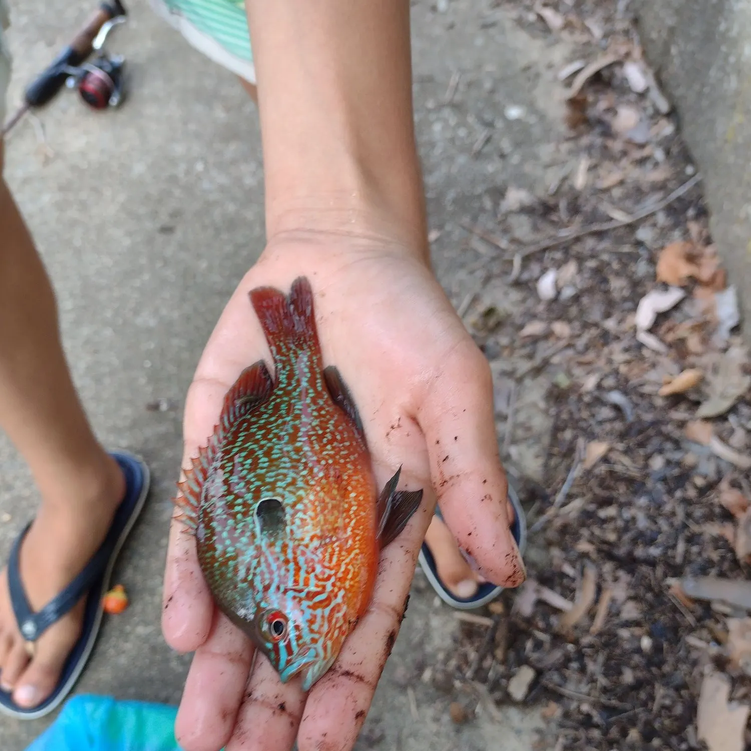 The most popular recent Longear sunfish catch on Fishbrain