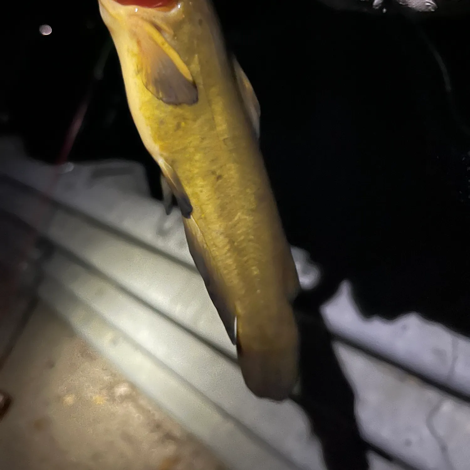 Yellow bullhead caught on Fishbrain
