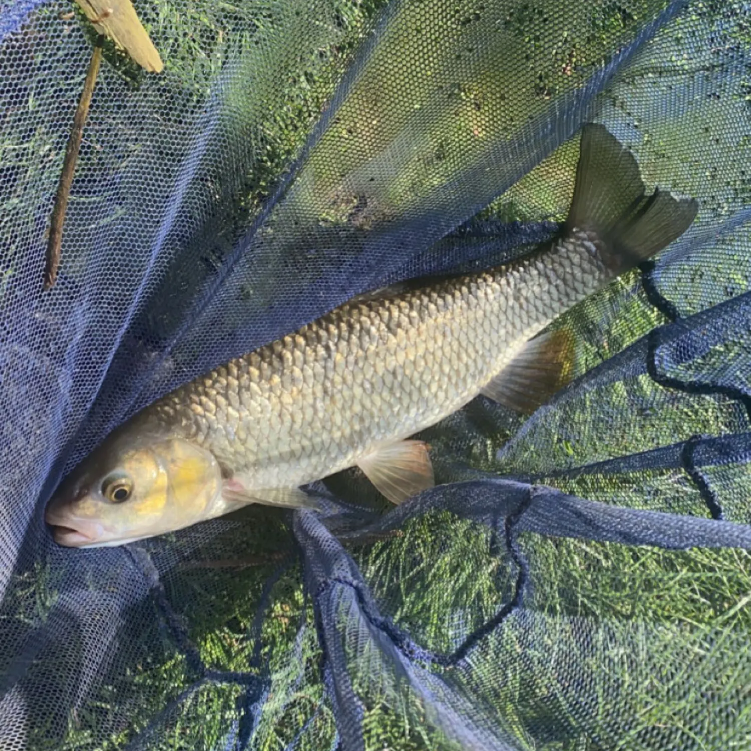 angler catch