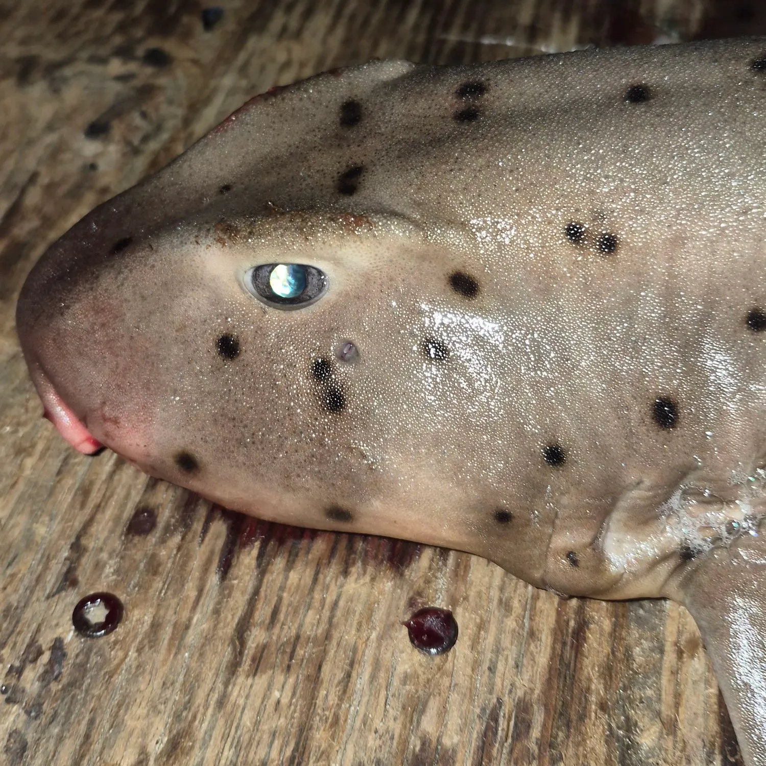 The most recent Horn shark catches on Fishbrain