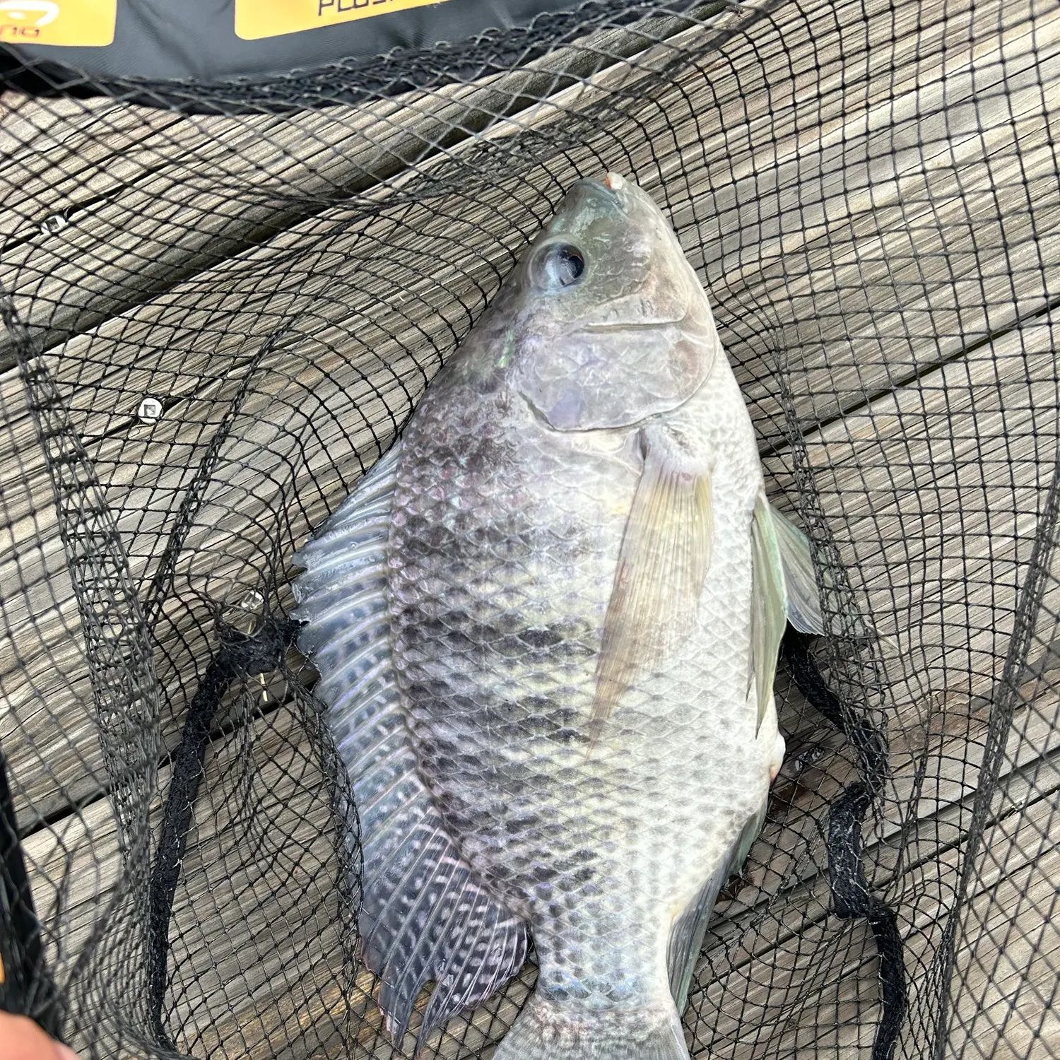 Blue tilapia caught on Fishbrain