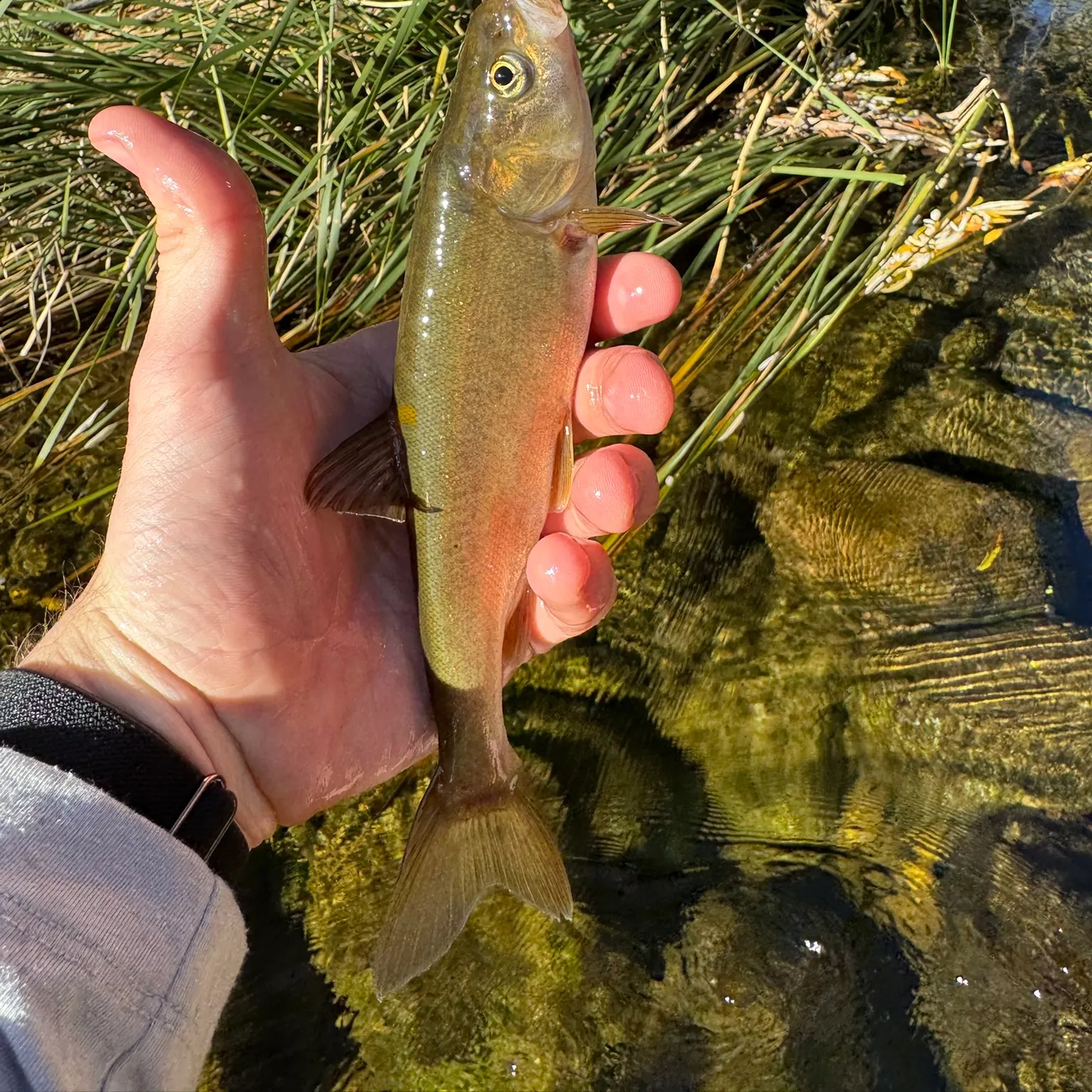 The most recent Roundtail chub catches on Fishbrain