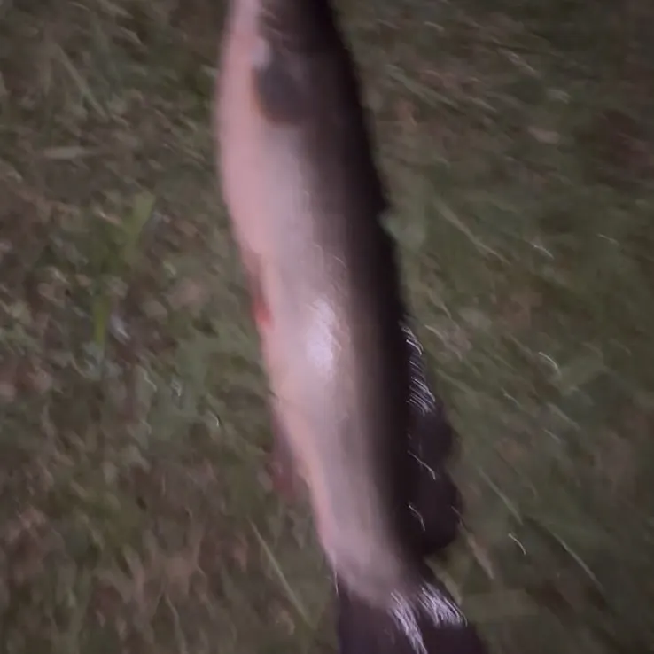 Ruddy bowfin caught on Fishbrain