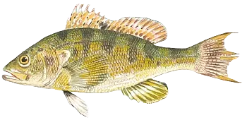 Rock sea bass