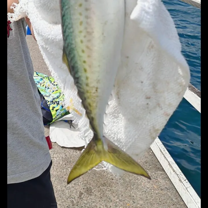 The most recent Pacific chub mackerel catches on Fishbrain