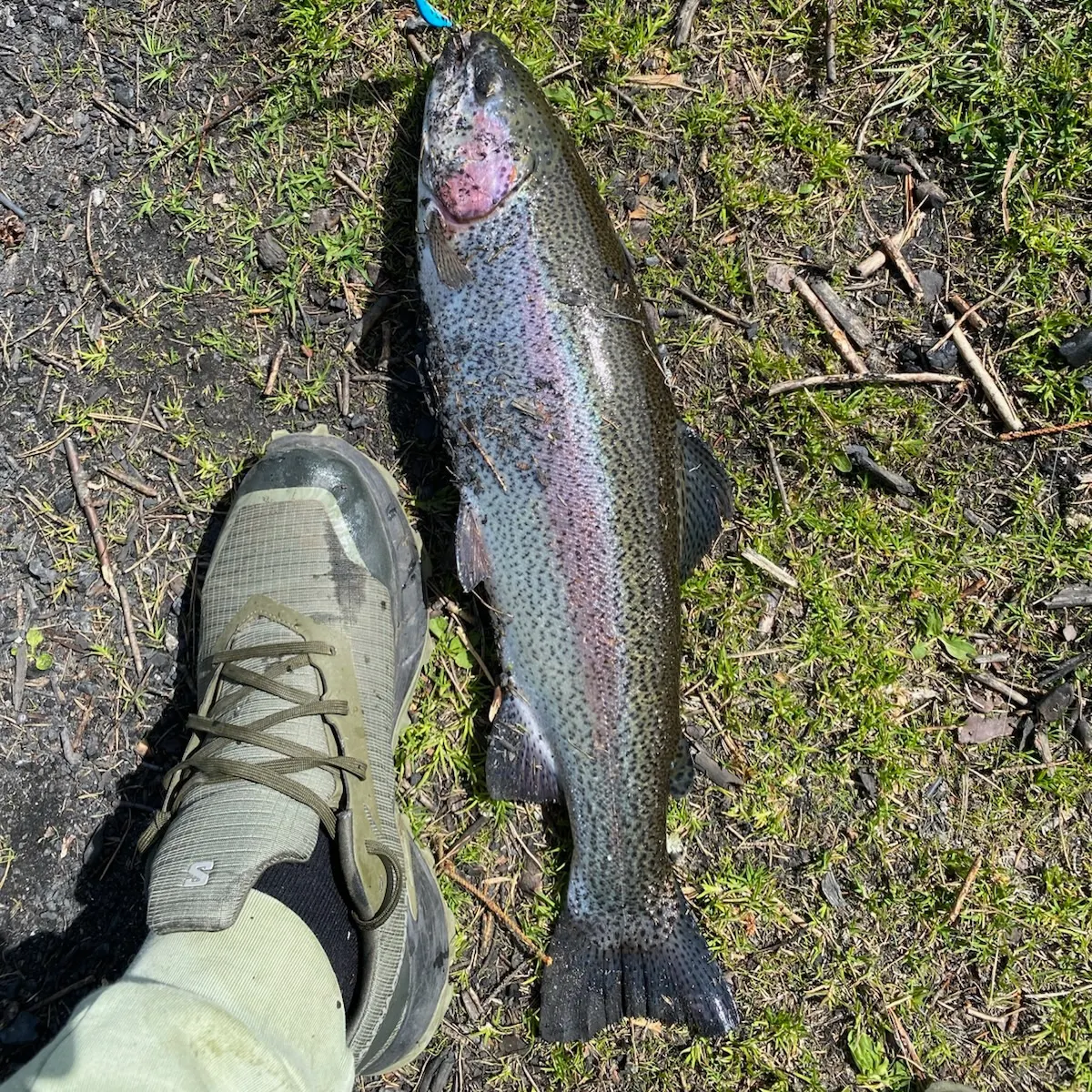 Rainbow trout caught on Fishbrain