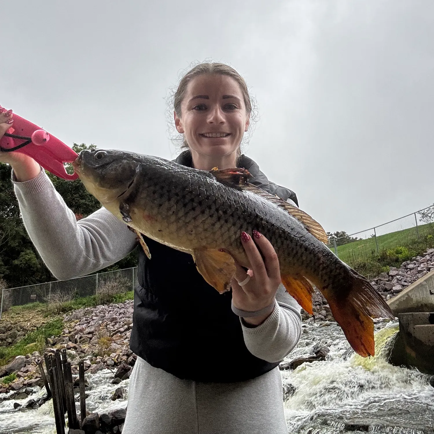 Common carp caught on Fishbrain