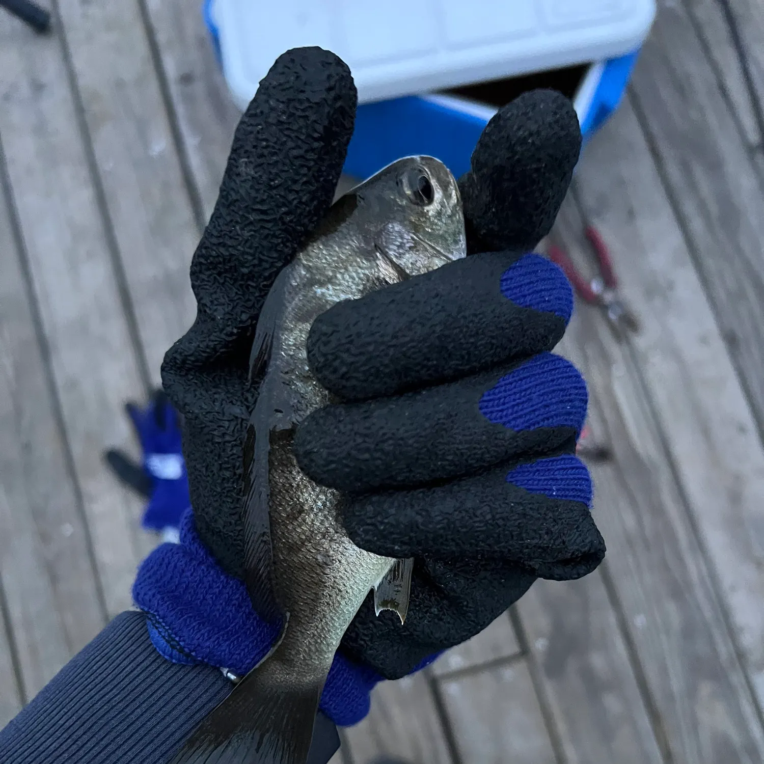 The most recent Spot croaker catches on Fishbrain