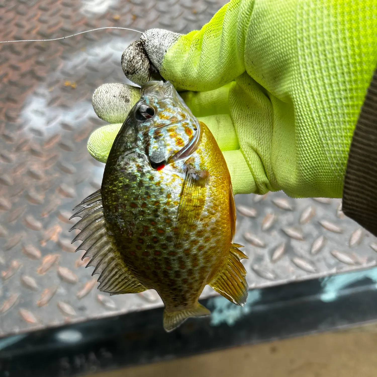 Pumpkinseed caught on Fishbrain