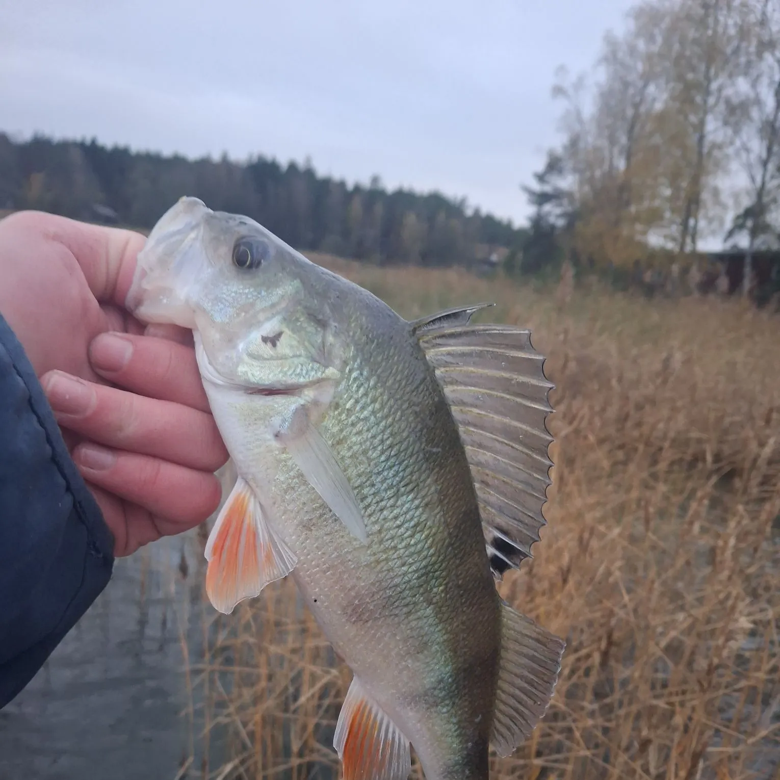 European perch caught on Fishbrain
