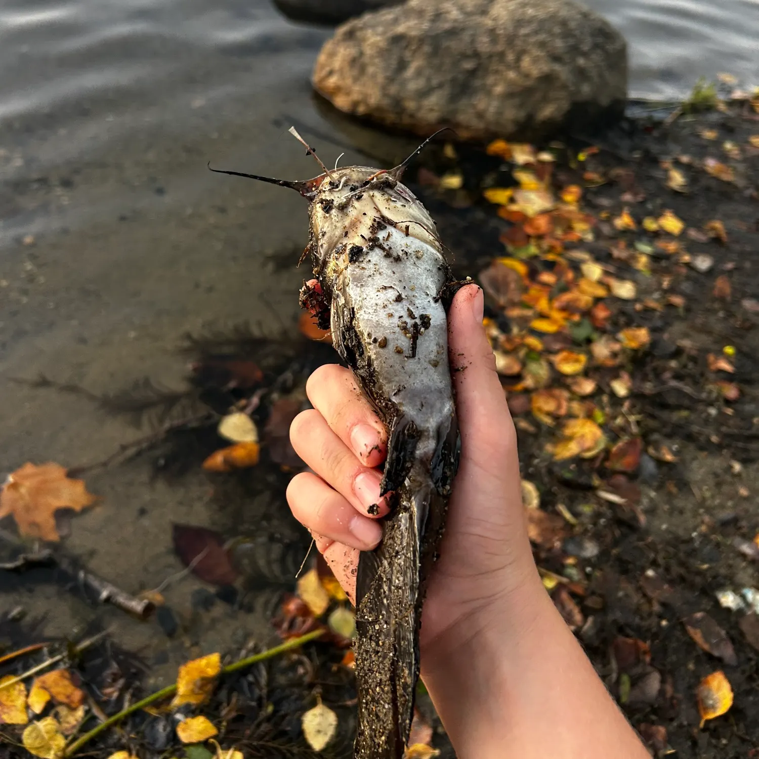 Black bullhead caught on Fishbrain