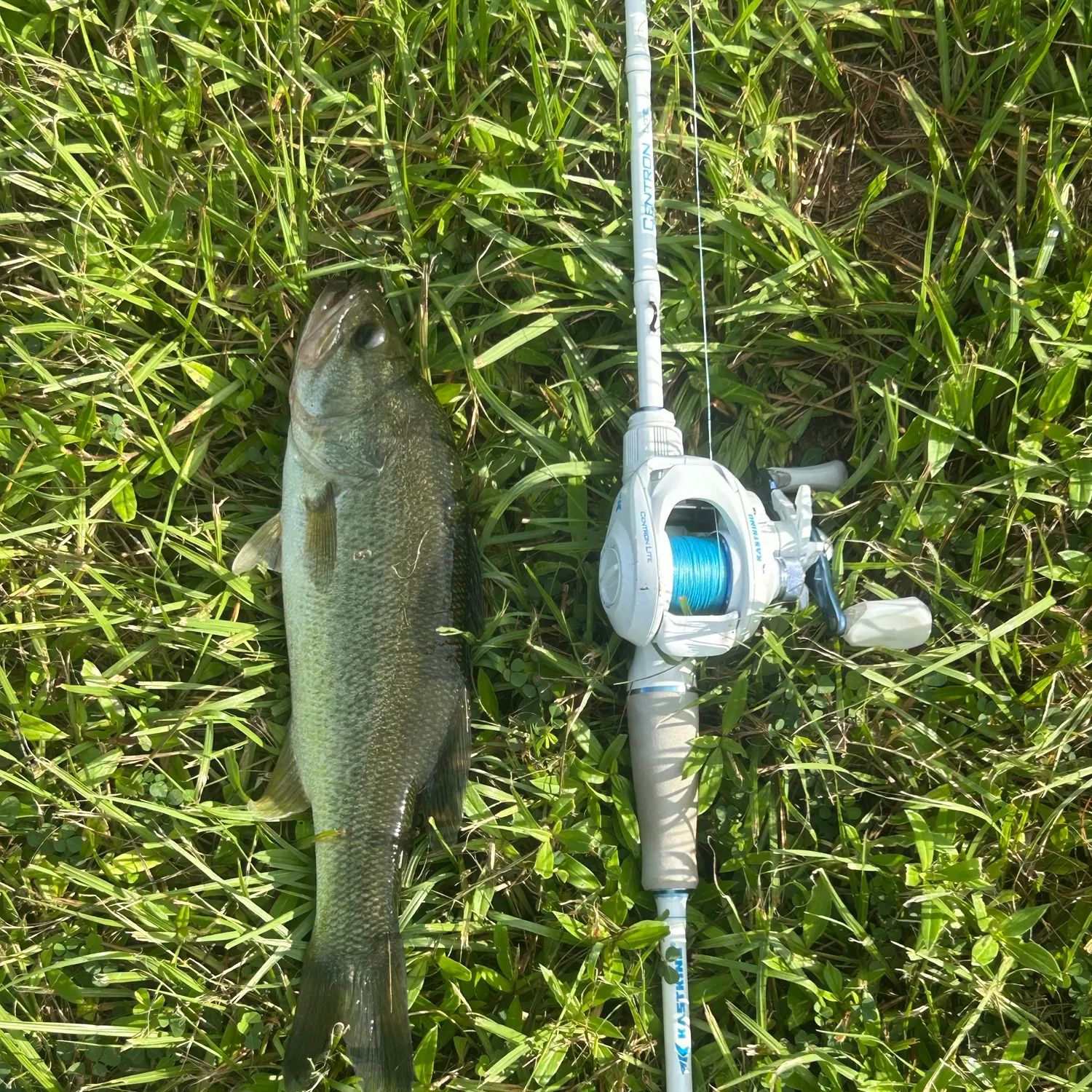 Fish caught on Fishbrain