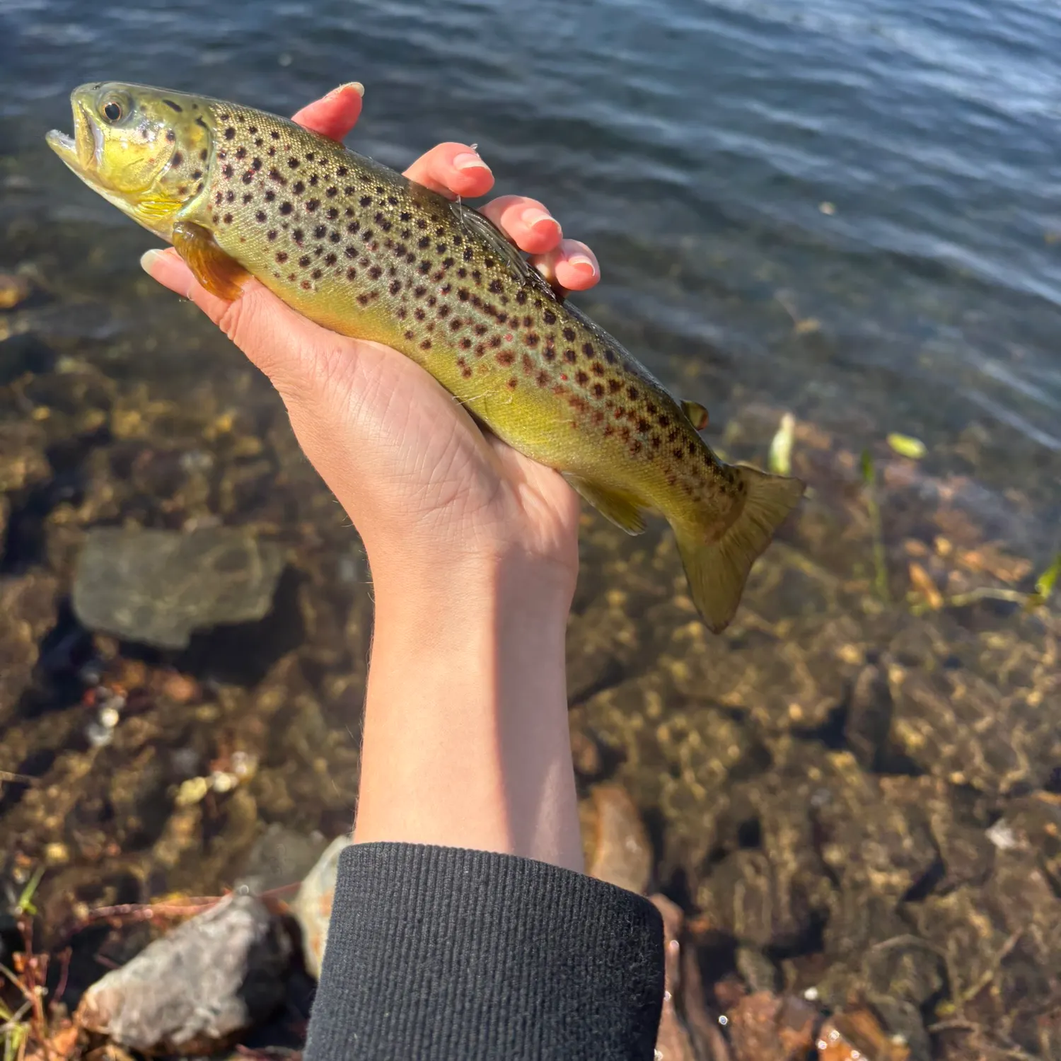 Brown trout caught on Fishbrain