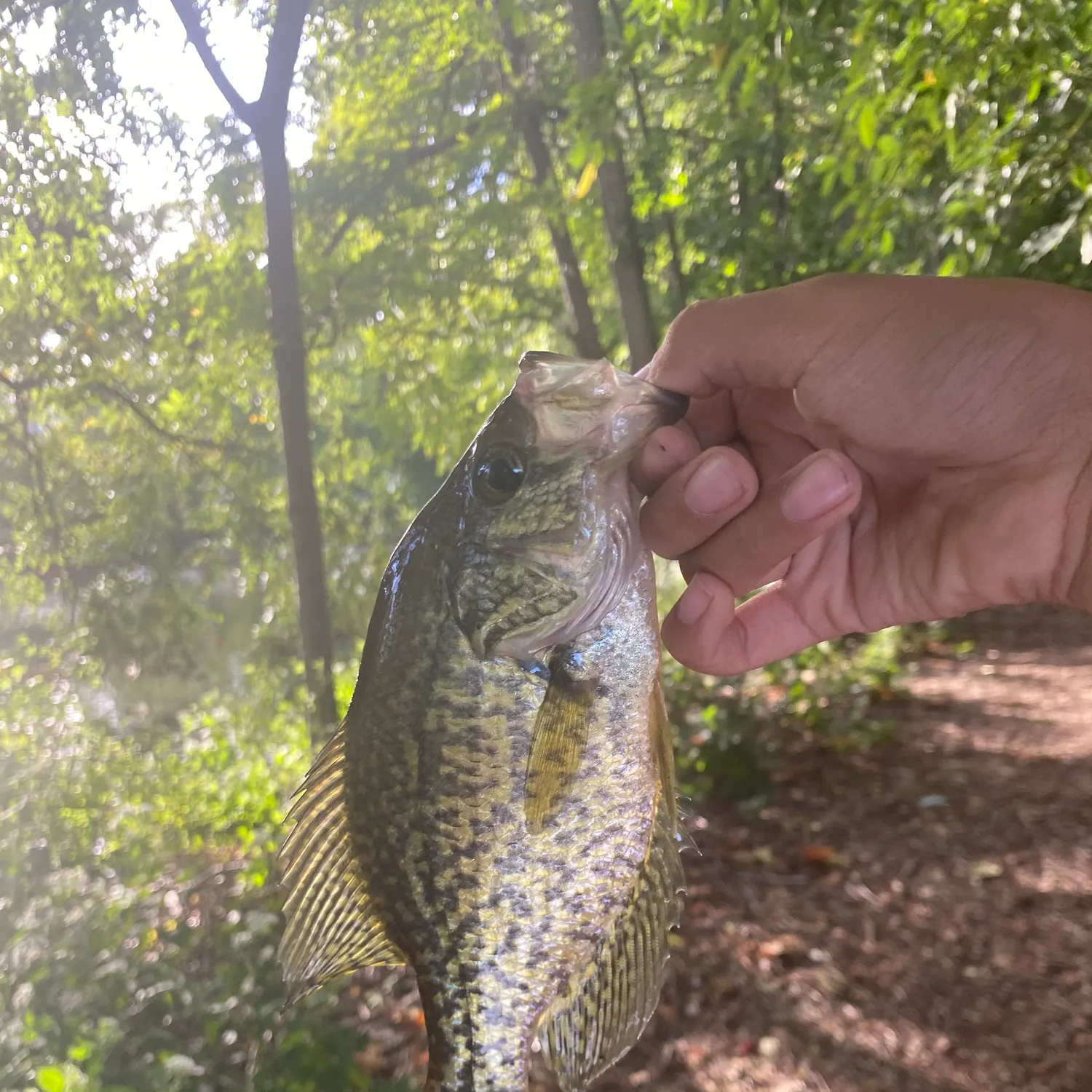 Black crappie caught on Fishbrain