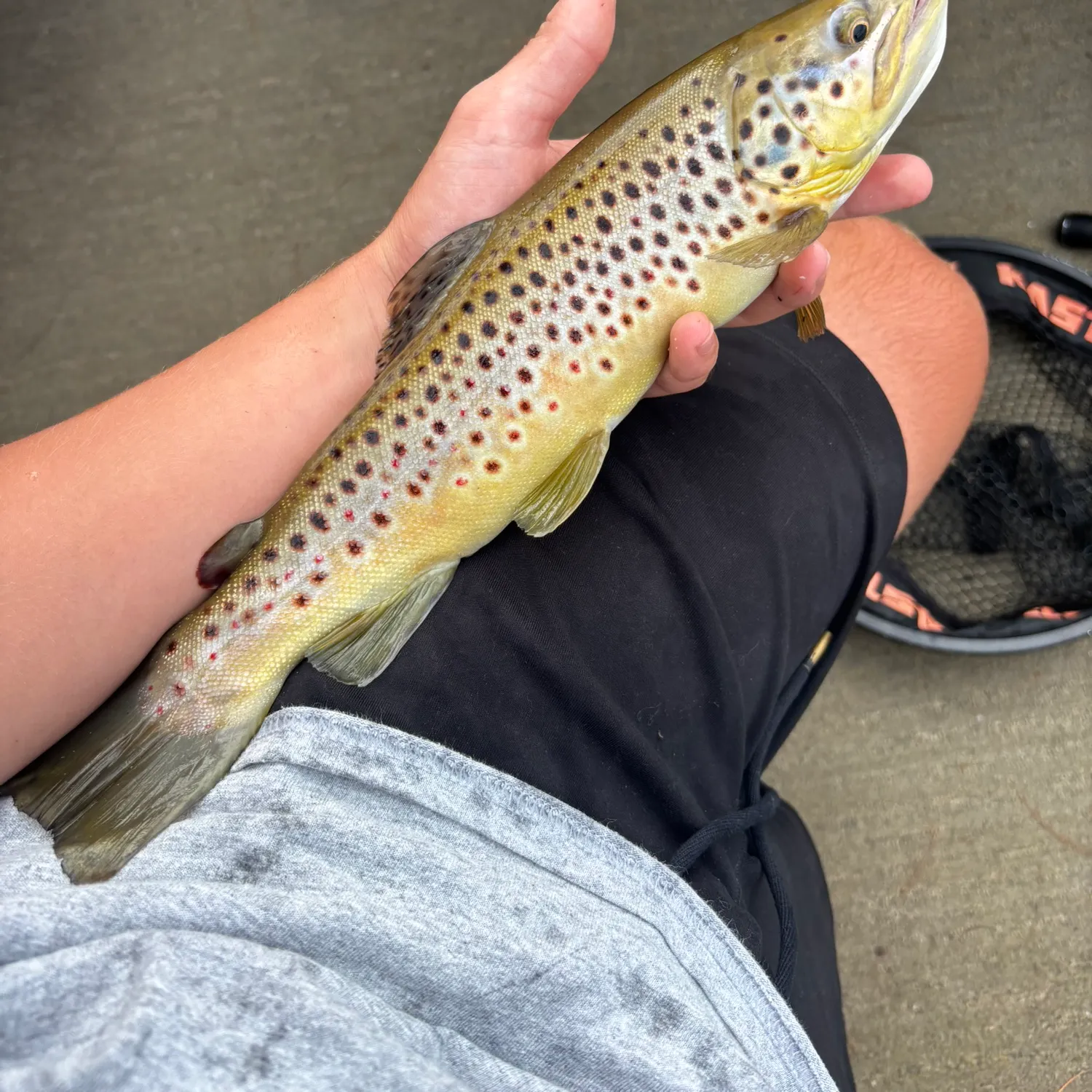Brown trout caught on Fishbrain