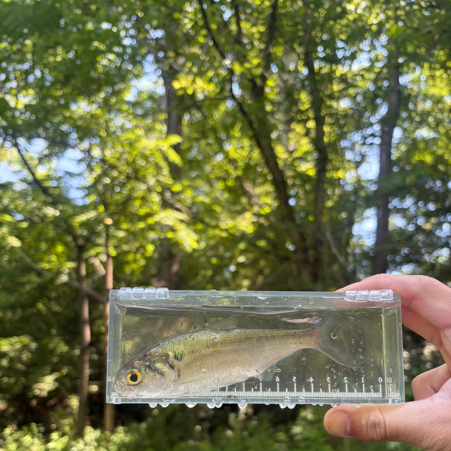 The most recent American gizzard shad catches on Fishbrain