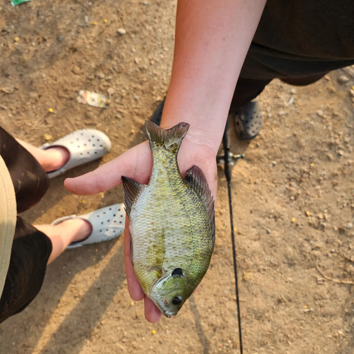 Bluegill caught on Fishbrain