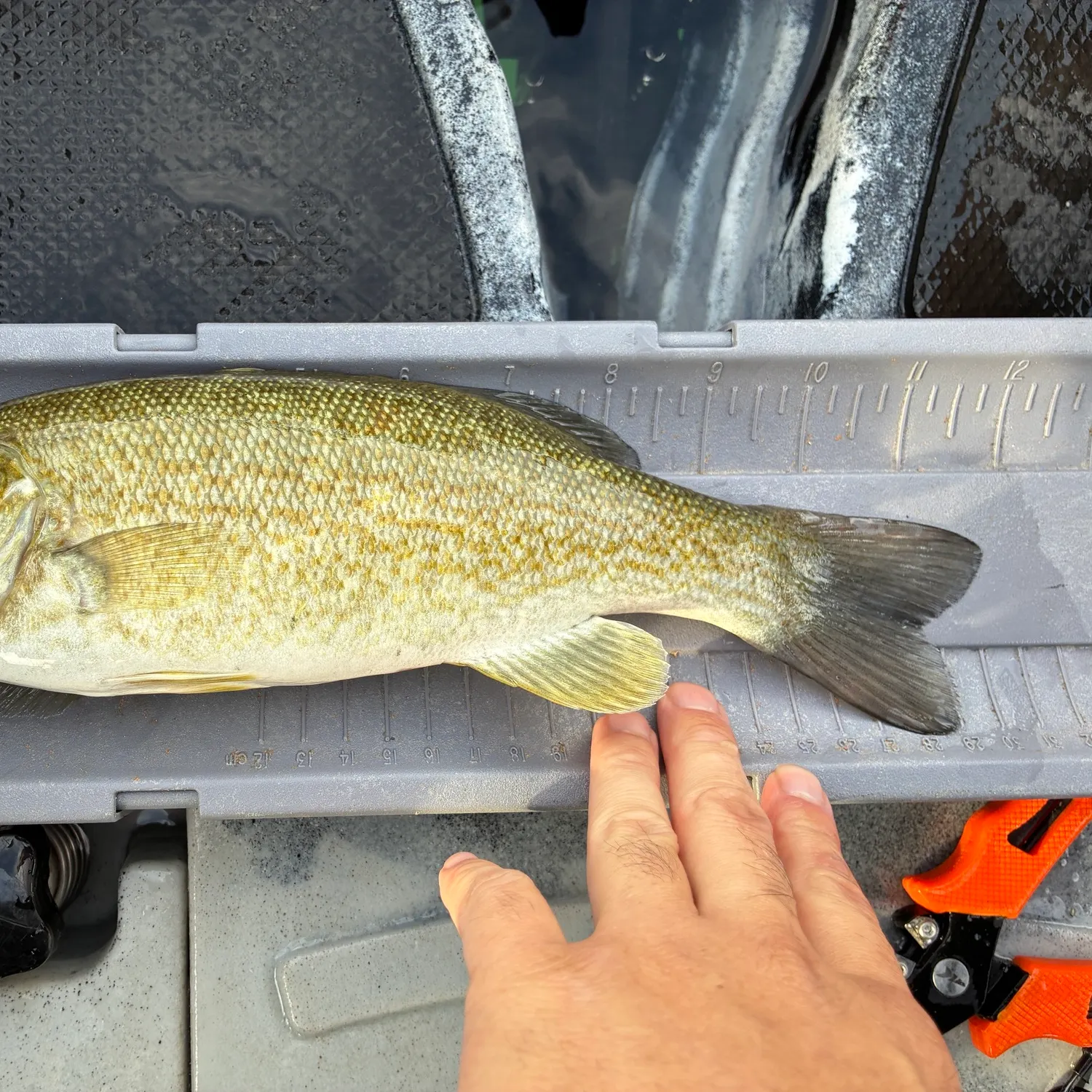 Smallmouth bass caught on Fishbrain