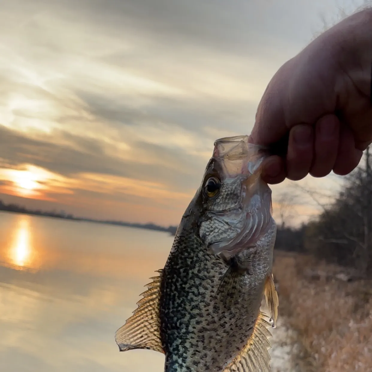 The most recent Black crappie catches on Fishbrain