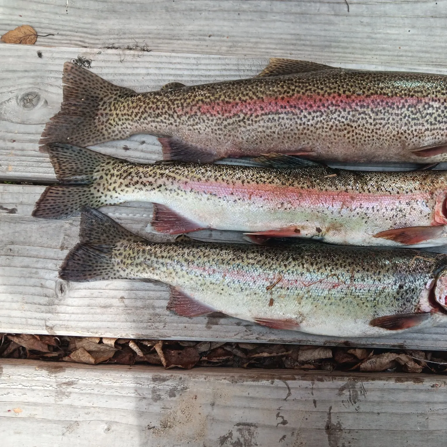 recently logged catches